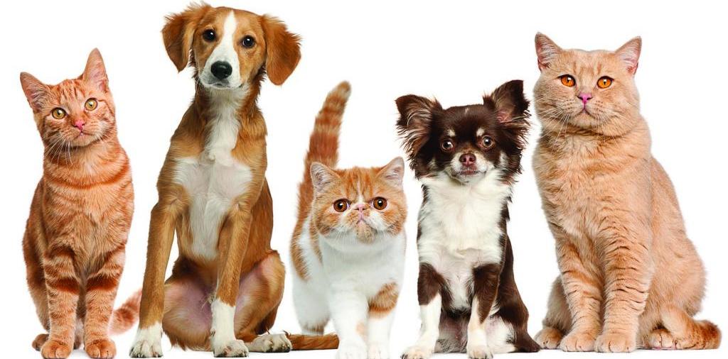 Доска объявлений о животных | ЗооТом - продажа, вязка и услуги для животных в Осташкове