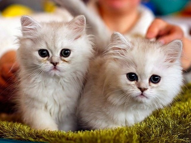 Породы кошек в Осташкове | ЗооТом портал о животных
