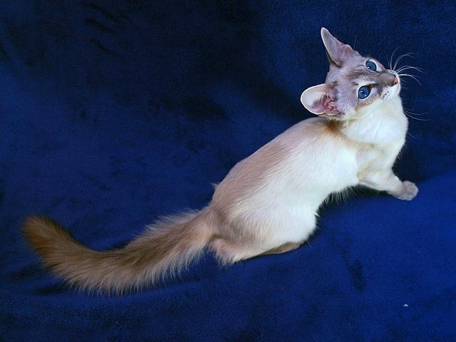 Выведенные породы кошек в Осташкове | ЗооТом портал о животных