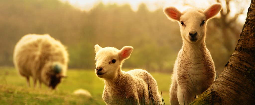 Объявления о сельскохозяйственных животных | ЗооТом - продажа, вязка и услуги для животных в Осташкове