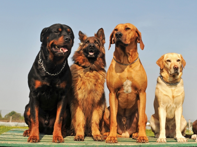 Крупные породы собак в Осташкове | ЗооТом портал о животных